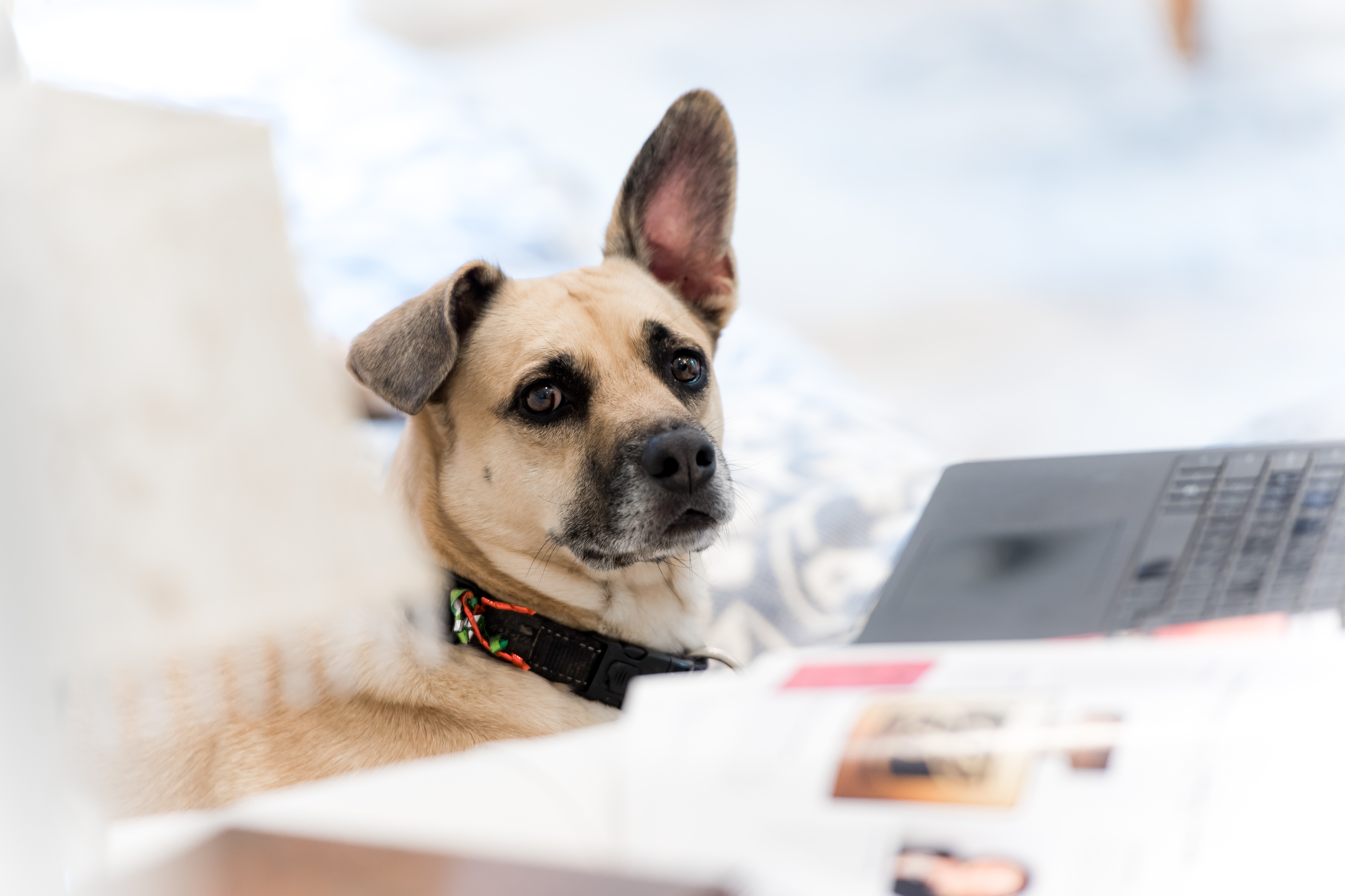 dog profile pic